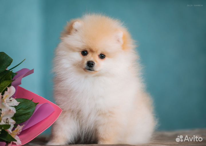 Померанский шпиц девочка