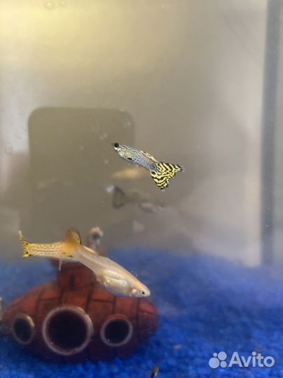 Рыбки гуппи бесплатно