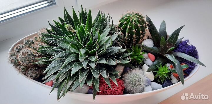 Композиция из кактусов и суккулентов