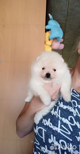 Девочка померанского шпица