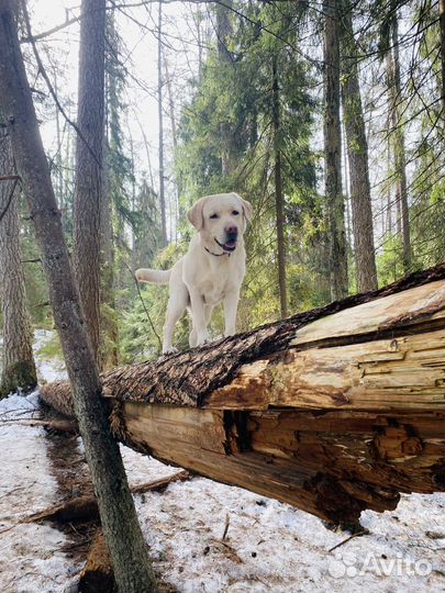 Выгул собак 300