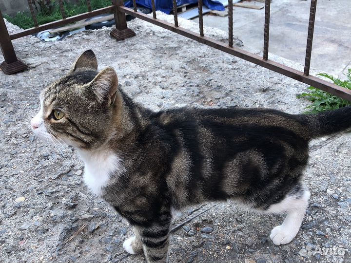 Отдам кота в добрые руки