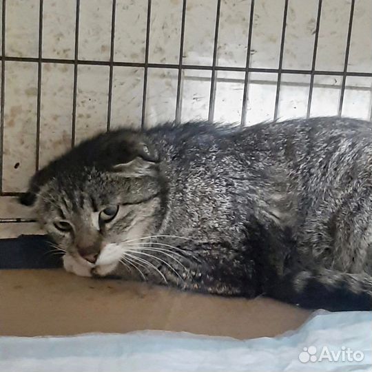 Красивое семейство котят и кошек,осиротели