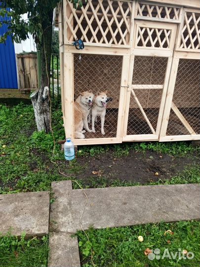 Собаки бесплатно в добрые руки