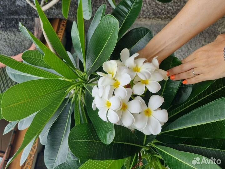 Черенки закончились