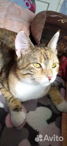 Трехцветная кошечка