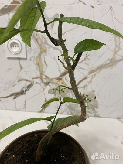 Клеродендрум Томсона