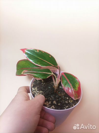 Аглаонема Крит