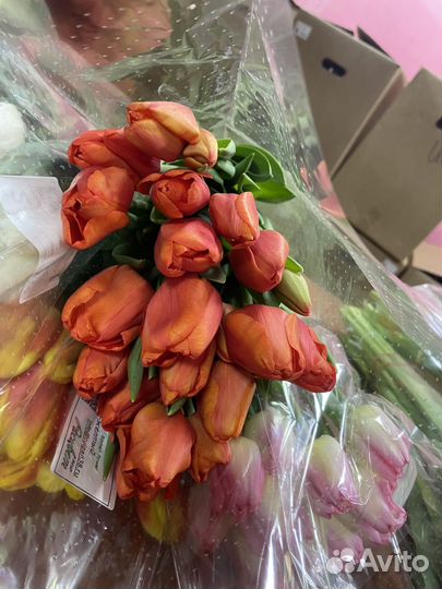 Тюльпаны Florence