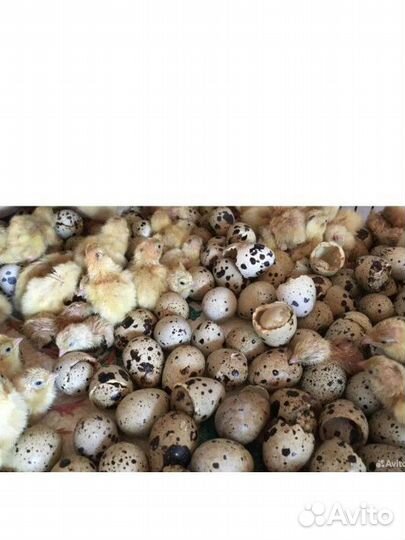 Перепела суточные