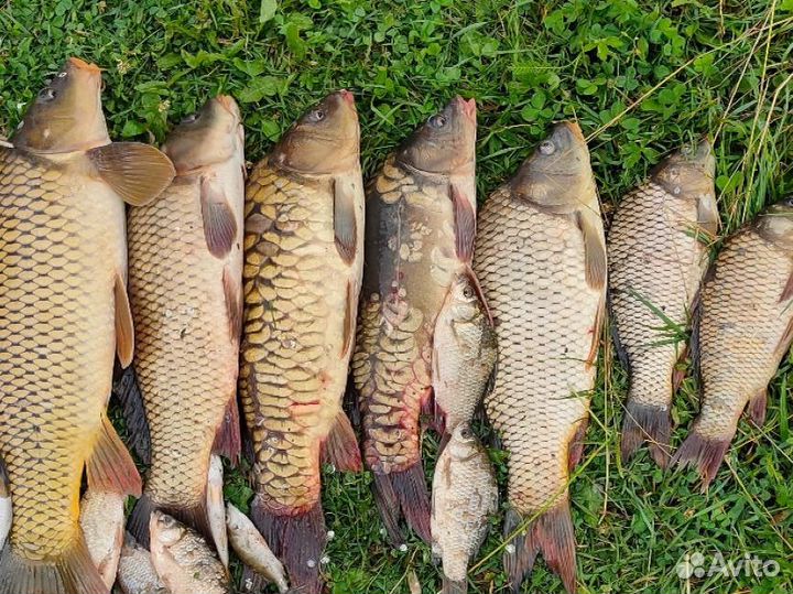 Свежая рыба карп