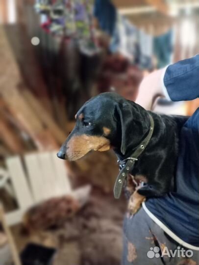 Отдам бесплатно