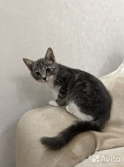Котенок девочка в добрые руки