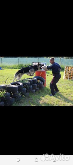 Щенки восточноевропейской овчарки