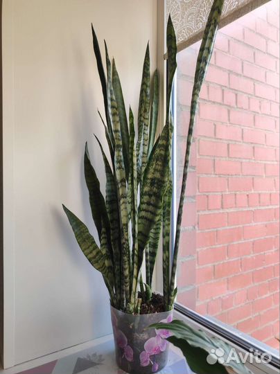 Сансевиерия щучий хвост