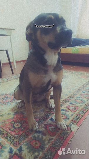 Собака в добрые руки