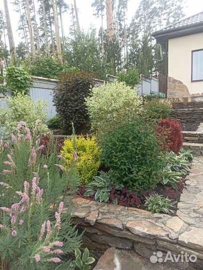 Декоративные кусты