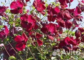 Клематис Рубра(семена)