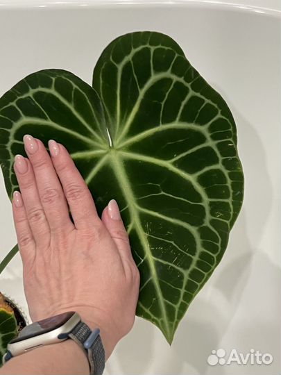Антуриум кларинервиум