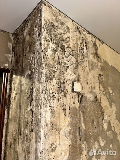 Уничтожение клопов, тараканов, блох, плесени