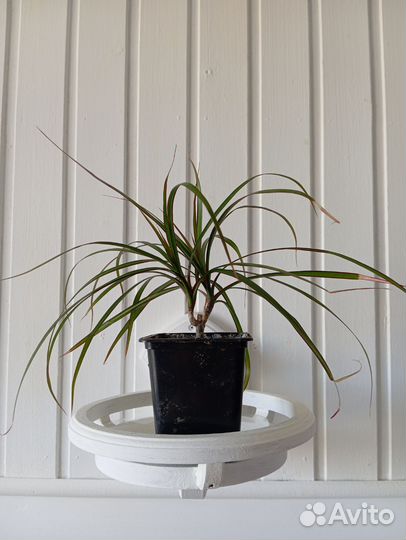 Кордилина, драцена