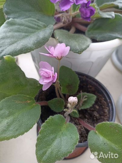 Фиалка сортовая