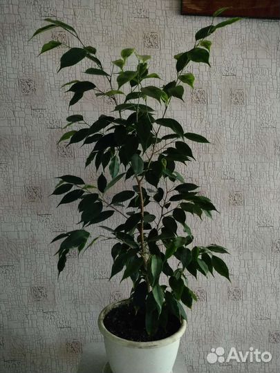 Цветок Фикус
