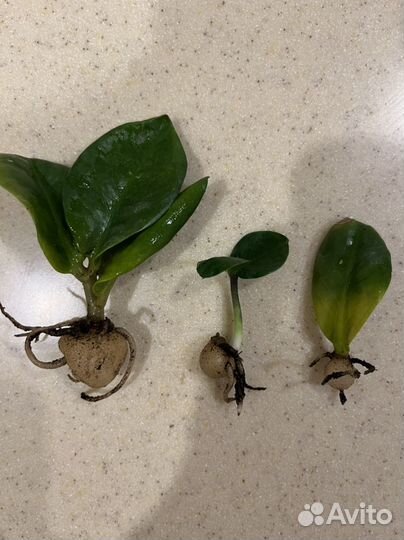 Замиокулькас Зензи укорененные детки от крупномера