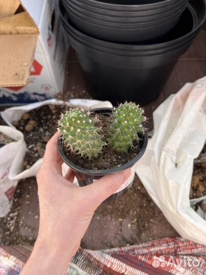 Кактус, 7-8 см высотой