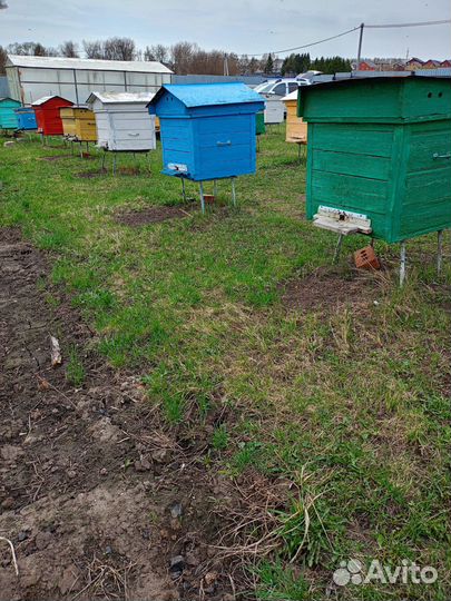 Продам пчелиные семьи