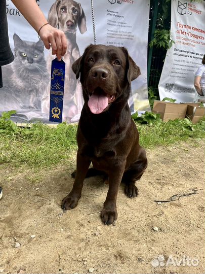 Щенки лабрадора