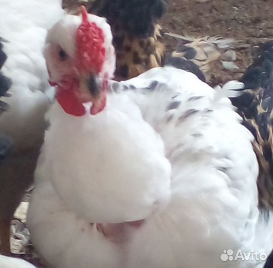 Петушки молодые