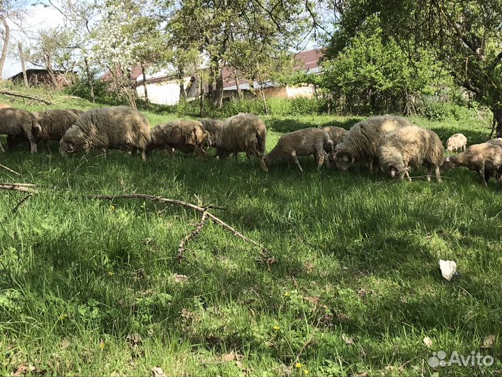 Овцы бараны
