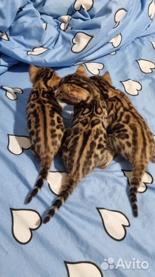 Бенгальские котята