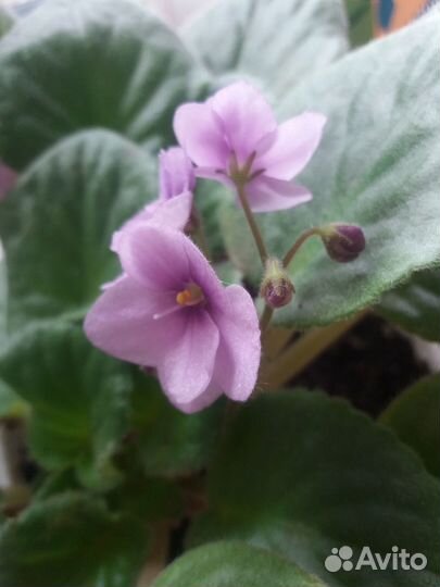 Фиалка в горшке фиолетовая сиреневая пурпурная