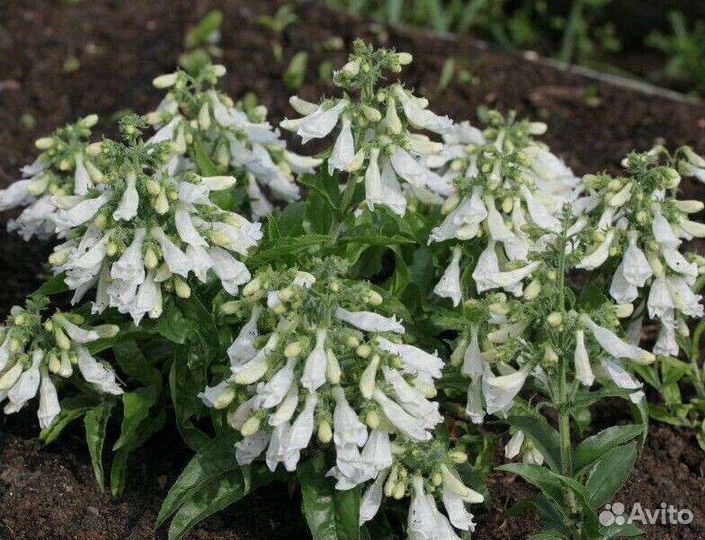 Многолетние цветы : семена и корни