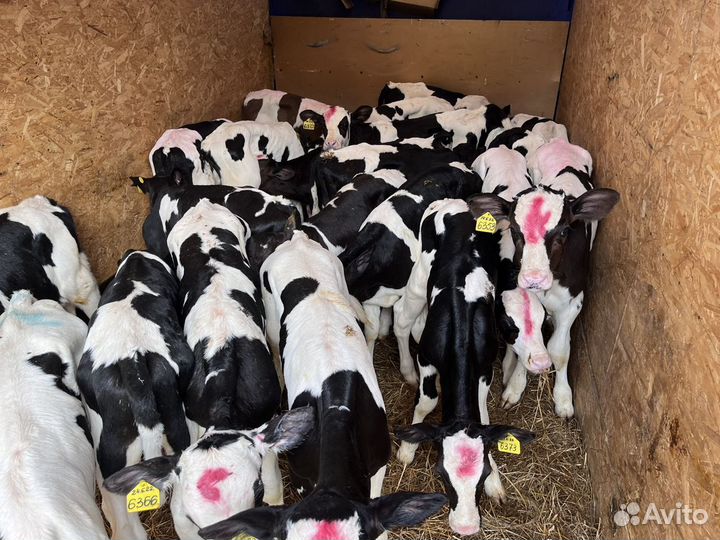 Телята бычки