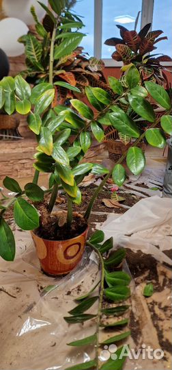 Замиокулькас