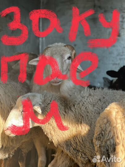 Овцы бараны ягнята