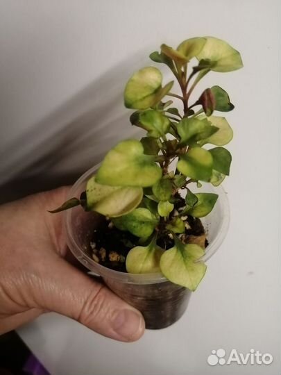 Комнатные цветы