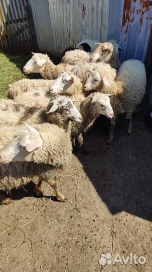 Овцы