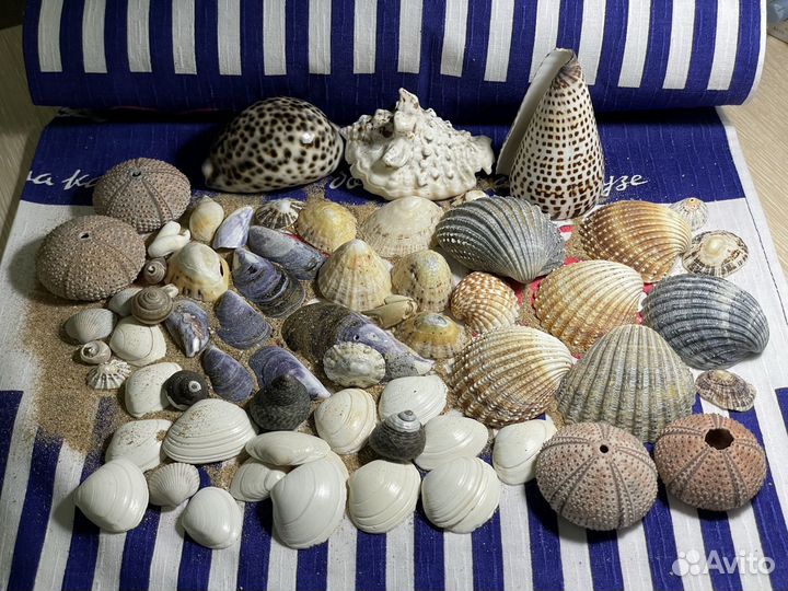 Морские ракушки раковины