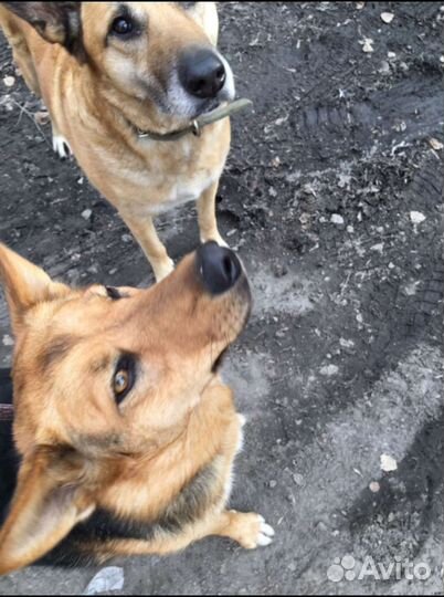 Помогите спасти собак