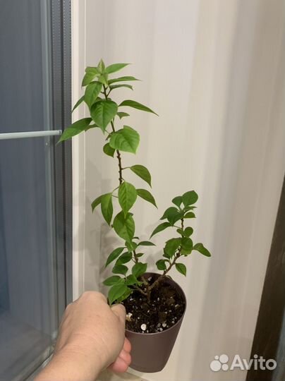 Бугенвиллия mini, филодендрон хосе боэно