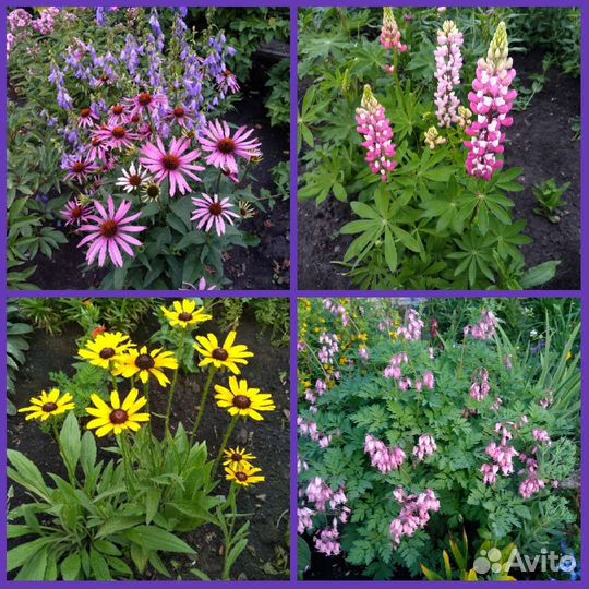Флоксы, рудбекия и др.многолетние цветы