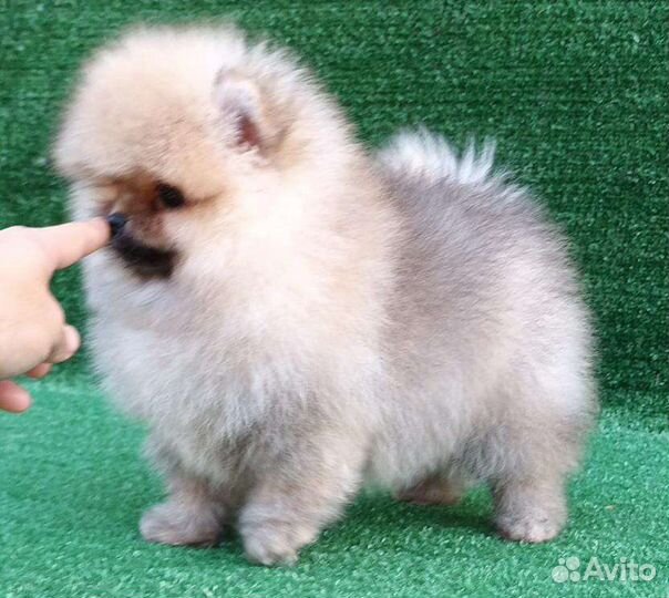 Померанский шпиц медвежьего типа mini