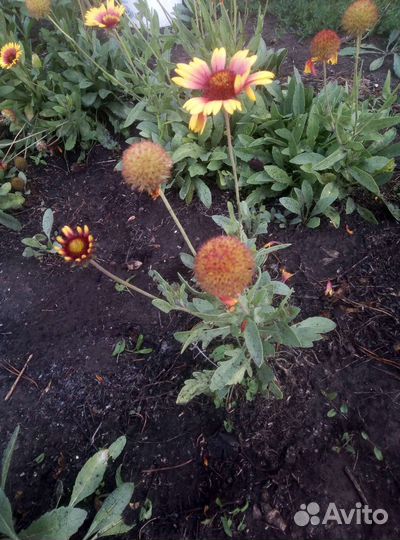 Многолетники