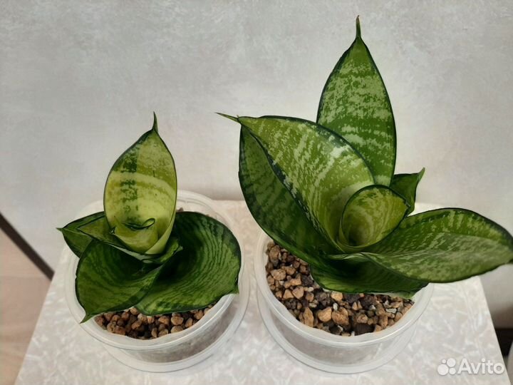 Сансевиерии ханни Филиппин