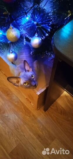 Канадский сфинкс вязка