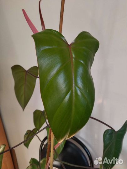 Филодендрон